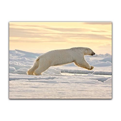 Keilrahmenbild Eisbär im Sprung - 120x90 cm Bilder als Leinwanddruck Fotoleinwand Tierbild Jäger - Arktis - weißer Eisbär am Polarkreis