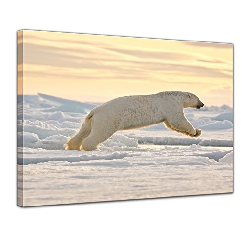 Keilrahmenbild Eisbär im Sprung - 120x90 cm Bilder als Leinwanddruck Fotoleinwand Tierbild Jäger - Arktis - weißer Eisbär am Polarkreis