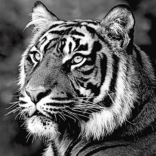 Artland Qualitätsbilder I Bild auf Leinwand Leinwandbilder Wandbilder 50 x 50 cm Tiere Wildtiere Raubkatze Foto Schwarz Weiß B6UO Tiger