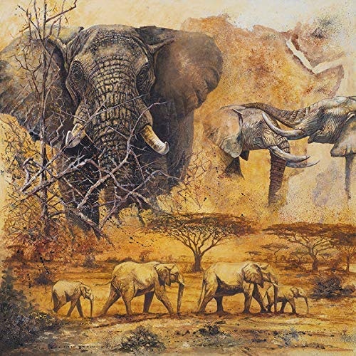 Rahmen-Kunst Keilrahmen-Bild – Peter Blackwell: Safari II Leinwandbild Elefant Afrika Steppe