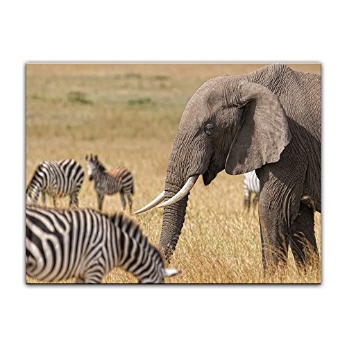 Keilrahmenbild - Afrika (Zebra und Elefant) - Bild auf Leinwand - 120x90 cm 1 teilig - Leinwandbilder - Bilder als Leinwanddruck - Tierwelten - Natur -Afrika - afrikanische Fauna