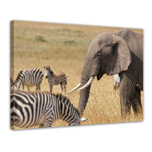 Keilrahmenbild - Afrika (Zebra und Elefant) - Bild auf Leinwand - 120x90 cm 1 teilig - Leinwandbilder - Bilder als Leinwanddruck - Tierwelten - Natur -Afrika - afrikanische Fauna