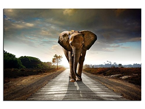 kunst-discounter Bild Leinwandbilder Canvas Elefant...