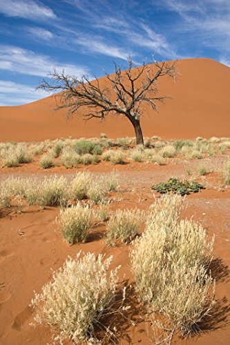 Artland Qualitätsbilder I Bild auf Leinwand Leinwandbilder Wandbilder 40 x 60 cm Landschaften Afrika Foto Orange C8RO Namib-Wüste 2