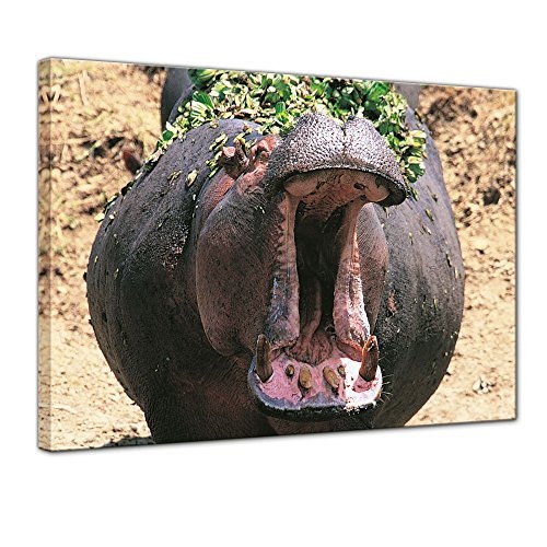 Keilrahmenbild - Nilpferd - Bild auf Leinwand - 120x90 cm...