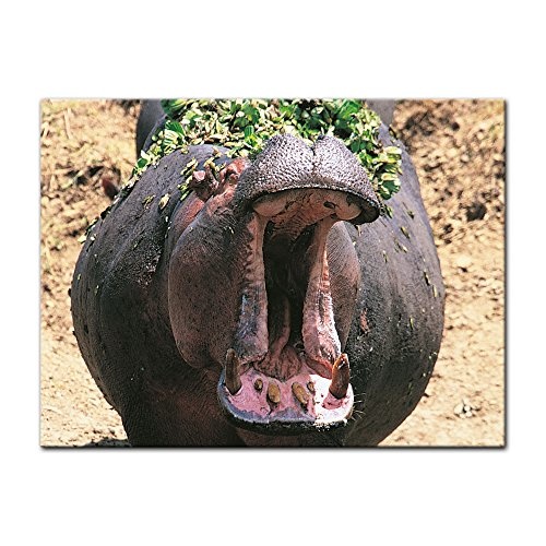 Keilrahmenbild - Nilpferd - Bild auf Leinwand - 120x90 cm einteilig - Leinwandbilder - Tierwelten - Afrika - Hippo - gefährdete Tierart - Drohung