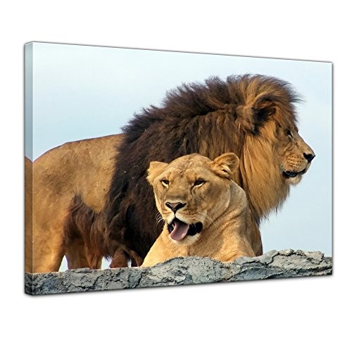 Keilrahmenbild Löwenpaar - 120x90 cm Bilder als...
