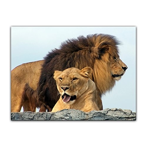 Keilrahmenbild Löwenpaar - 120x90 cm Bilder als Leinwanddruck Fotoleinwand Tierbild Afrika - Großkatze - Löwen im Freien