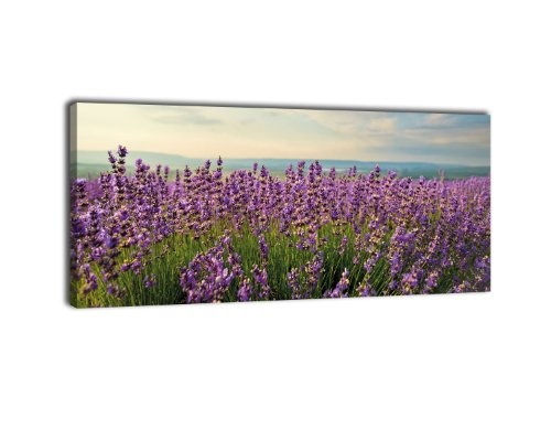 Leinwandbild Panorama Nr. 338 Lavendel 100x40cm,...