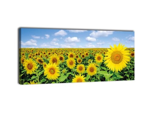 Leinwandbild Panorama Nr. 289 Sonnenblumenfeld 100x40cm, Bild auf Leinwand, Sonnenblume Feld Natur
