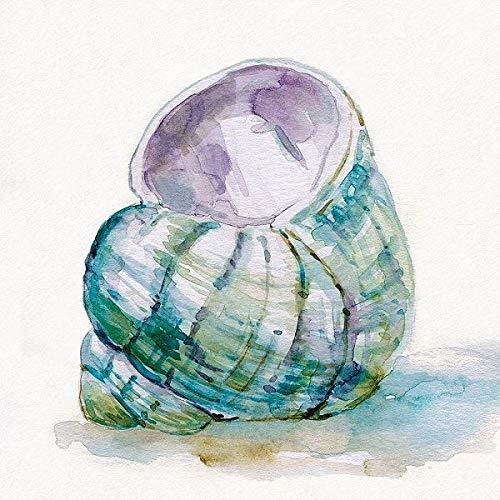Rahmen-Kunst Keilrahmen-Bild - Carol Robinson: Malecon Shell V Leinwandbild Muscheln maritim blau modern Aquarell