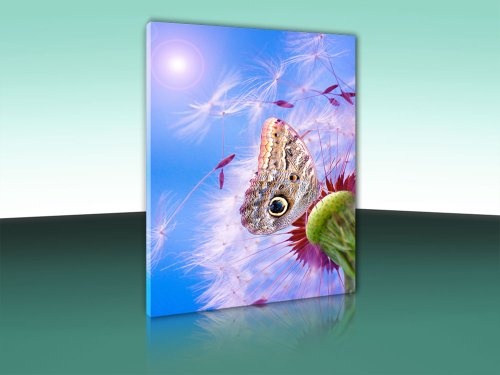 Keilrahmenbild Schmetterling auf Pusteblume Leinwandbild hochwertige Qualitätsware Bild auf Leinwand (50 x 60 cm Hochformat)