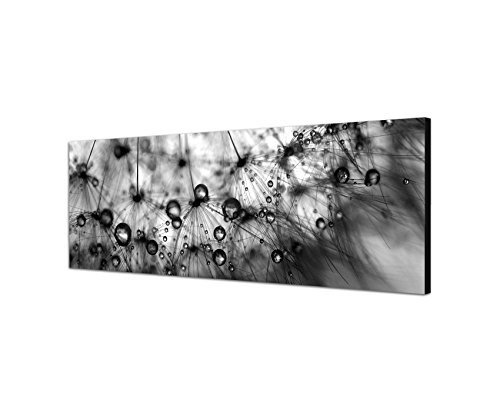 Augenblicke Wandbilder Keilrahmenbild Panoramabild SCHWARZ/Weiss 150x50cm Pusteblume Löwenzahn Wassertropfen Tau