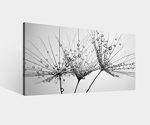 Leinwandbild Pusteblume Schirmchen Löwenzahn Blume schwarz weiß Leinwand Bild Bilder Wandbild Holz Leinwandbilder vom Hersteller 9W1482, Leinwand Größe 1:40x20cm