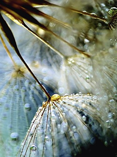 Artland Qualitätsbilder I Bild auf Leinwand Leinwandbilder Wandbilder 60 x 80 cm Botanik Blumen Pusteblume Foto Türkis B2ZP Pusteblume Mystische Schönheit