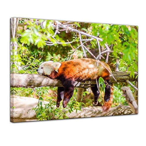 Keilrahmenbild roter Panda - 120x90 cm Bilder als Leinwanddruck Fotoleinwand Tierbild Bär - schlafender Pandabär auf Einem AST