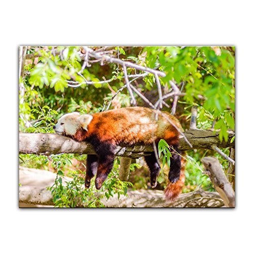 Keilrahmenbild roter Panda - 120x90 cm Bilder als Leinwanddruck Fotoleinwand Tierbild Bär - schlafender Pandabär auf Einem AST