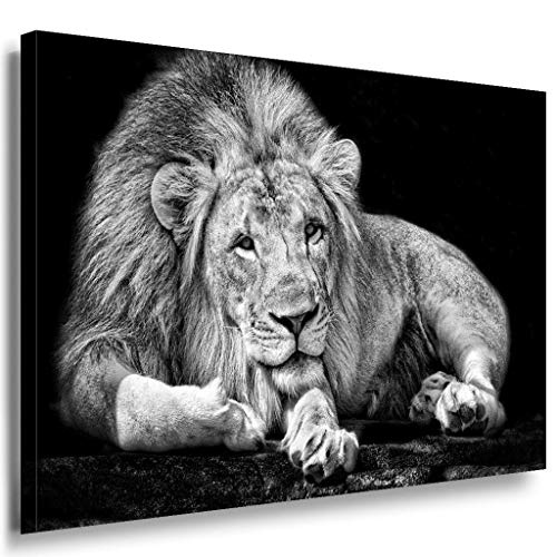 Löwe Groß Schwarz Weiß Leinwandbild / LaraArt Bilder / Kunstdruck XXL t25-6 Wandbild 120 x 80 cm