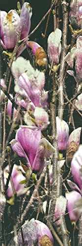 Artland Qualitätsbilder I Bild auf Leinwand Leinwandbilder Wandbilder 20 x 60 cm Botanik Blumen Foto Pink Rosa B3DQ Magnolien-Panorama