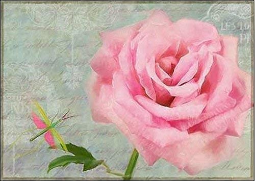 Rahmen-Kunst Keilrahmen-Bild - Cora Niele: Pink Roses I Leinwandbild Rosen Blumen Blüten rosa Collage (100x140)