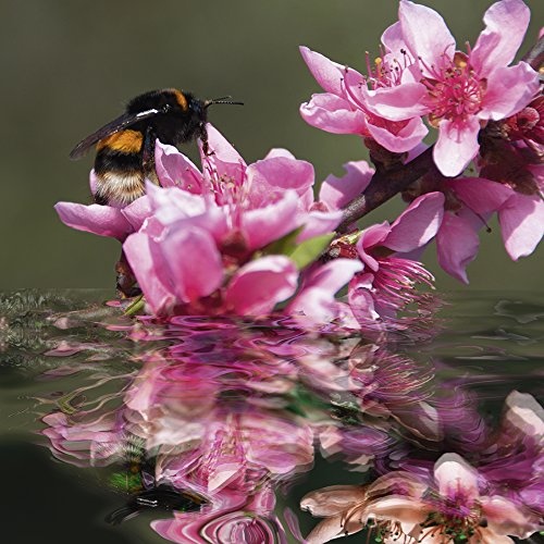 Artland Qualitätsbilder I Bild auf Leinwand Leinwandbilder Wandbilder 50 x 50 cm Botanik Blumen Blüte Foto Pink Rosa C0VD Pfirsichblüte mit Hummel