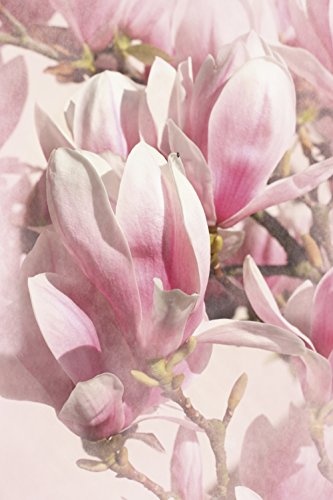 Artland Qualitätsbilder I Bild auf Leinwand Leinwandbilder Wandbilder 60 x 90 cm Botanik Blumen Magnolie Foto Pink Rosa C3SD Magnolien