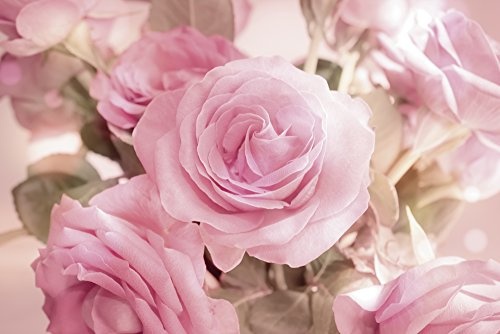Artland Qualitätsbilder I Bild auf Leinwand Leinwandbilder Wandbilder 120 x 80 cm Botanik Blumen Rose Foto Pink Rosa C7QP Rosarosenbouquet