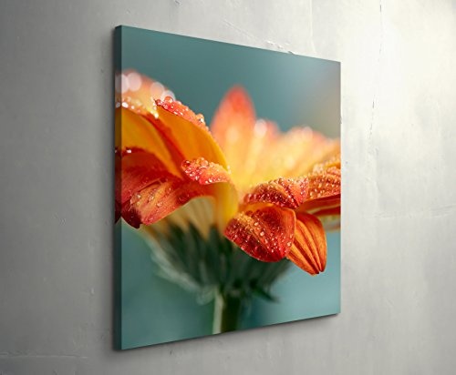 Paul Sinus Art Leinwandbilder | Bilder Leinwand 60x60cm Orange Gerbera mit Wassertropfen – Nahaufnahme