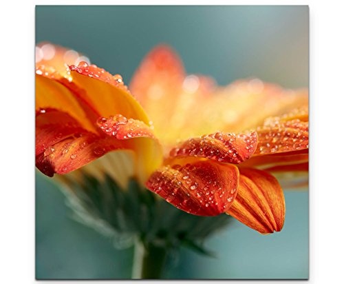 Paul Sinus Art Leinwandbilder | Bilder Leinwand 60x60cm Orange Gerbera mit Wassertropfen – Nahaufnahme