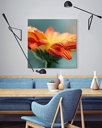 Paul Sinus Art Leinwandbilder | Bilder Leinwand 60x60cm Orange Gerbera mit Wassertropfen – Nahaufnahme