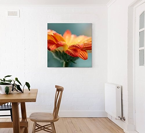 Paul Sinus Art Leinwandbilder | Bilder Leinwand 60x60cm Orange Gerbera mit Wassertropfen – Nahaufnahme