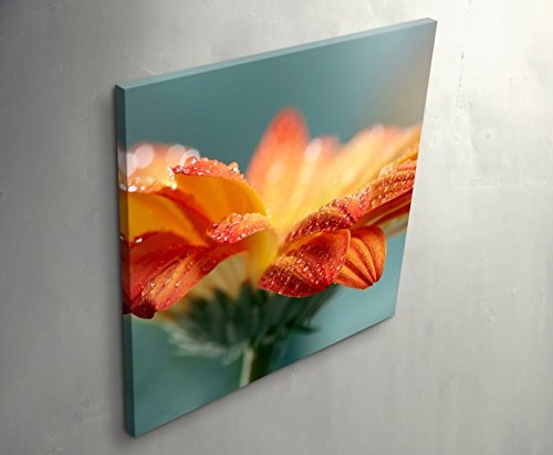 Paul Sinus Art Leinwandbilder | Bilder Leinwand 60x60cm Orange Gerbera mit Wassertropfen – Nahaufnahme