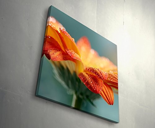 Paul Sinus Art Leinwandbilder | Bilder Leinwand 60x60cm Orange Gerbera mit Wassertropfen – Nahaufnahme