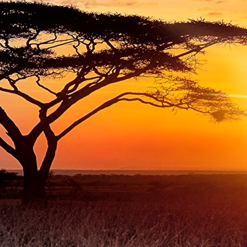 decomonkey Bilder Afrika Tiere Elefant 200x80 cm 5 Teilig Leinwandbilder XXL Bild auf Leinwand Vlies Wandbild Kunstdruck Wanddeko Wand Wohnzimmer Wanddekoration Deko Landschaft Baum grau orange