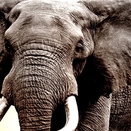 decomonkey Bilder Afrika Tiere Elefant 200x80 cm 5 Teilig Leinwandbilder XXL Bild auf Leinwand Vlies Wandbild Kunstdruck Wanddeko Wand Wohnzimmer Wanddekoration Deko Landschaft Baum grau orange