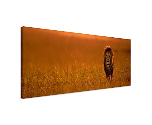 Bild 120x40cm Tierbilder - Löwe in der Steppe