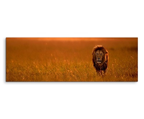 Bild 120x40cm Tierbilder - Löwe in der Steppe