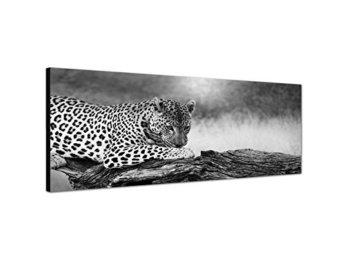 Augenblicke Wandbilder Keilrahmenbild Panoramabild SCHWARZ/Weiss 150x50cm Leopard Baumstamm Afrika Wildnis
