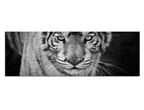 Augenblicke Wandbilder Keilrahmenbild Panoramabild SCHWARZ/Weiss 150x50cm Tiger Wildkatze Nahaufnahme schwarz/weiß