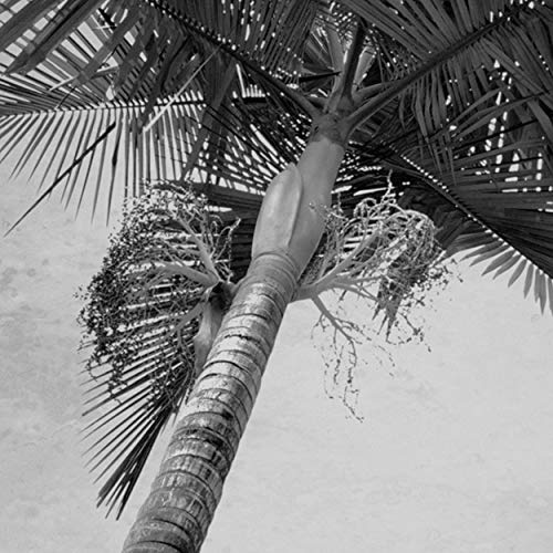 decomonkey Bilder Flamingo 90x45 cm 3 Teilig Leinwandbilder Bild auf Leinwand Vlies Wandbild Kunstdruck Wanddeko Wand Wohnzimmer Wanddekoration Deko Pineapple Ananas