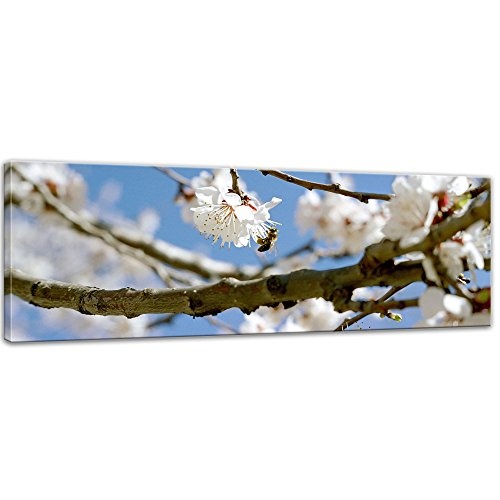 Keilrahmenbild - Frühling - Bild auf Leinwand - 160 x 50 cm - Leinwandbilder - Bilder als Leinwanddruck - Pflanzen & Blumen - Jahreszeiten - Apfelblüten