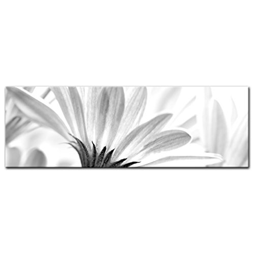 Keilrahmenbild - Blume - schwarz Weiss - Bild auf Leinwand - 160x50 cm einteilig - Leinwandbilder - Pflanzen & Blumen - Blüte Einer Margerite