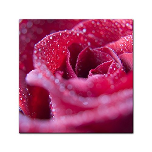 Keilrahmenbild - Rosenblüte - Bild auf Leinwand 80 x...