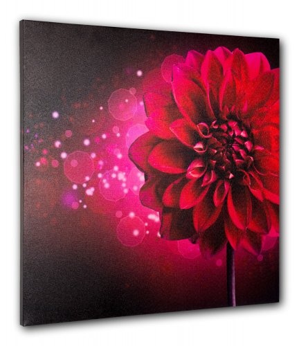 Wandbild Fotodruck Keilrahmen Bild Blume pink Dahlie...
