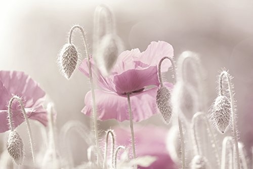 Artland Qualitätsbilder I Bild auf Leinwand Leinwandbilder Wandbilder 90 x 60 cm Botanik Blumen Mohnblume Foto Pink Rosa C1XN Rosa Mohnblumen Zeit
