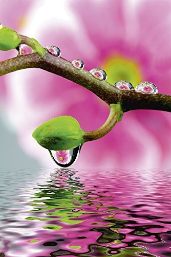 Artland Qualitätsbilder I Bild auf Leinwand Leinwandbilder Wandbilder 60 x 90 cm Botanik Blumen Blüte Foto Pink Rosa D0GB Orchideenzweig mit Wasserspiegelung