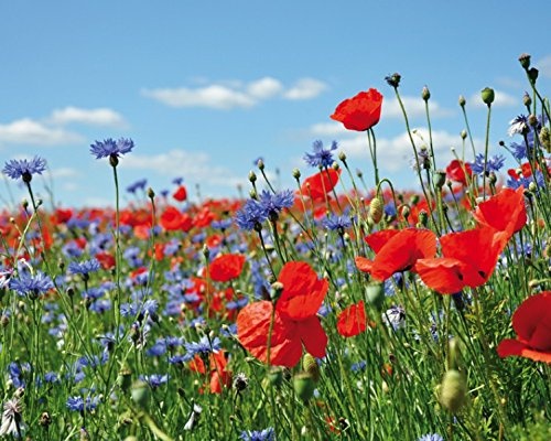 1art1 55247 Blumen - Wildblumen-Wiese Mit Mohn- Und Kornblumen Poster Leinwandbild Auf Keilrahmen 50 x 40 cm