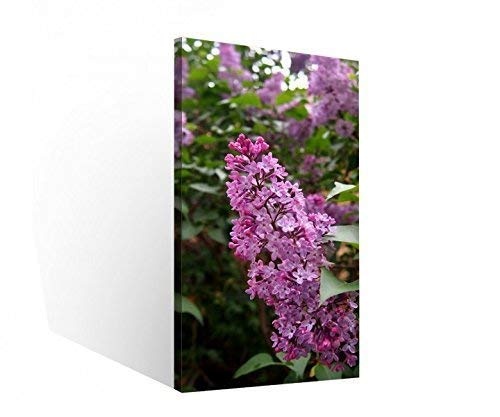 Leinwand 1 Tlg Blume lila Bild Flieder Blumen Garten Wandbild aufgespannt 9B881 Holz - fertig gerahmt-direkt vom Hersteller, 1 Tlg BxH:40x80cm