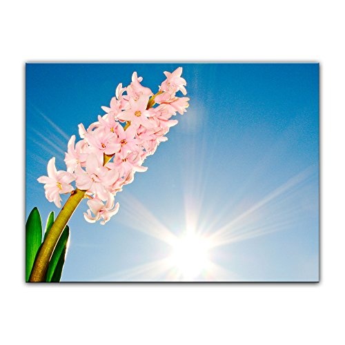 Keilrahmenbild - Blume - Bild auf Leinwand 120 x 90 cm - Leinwandbilder - Bilder als Leinwanddruck - Pflanzen & Blumen - Natur - Sommer - Hyazinthe mit Sonnenstrahlen
