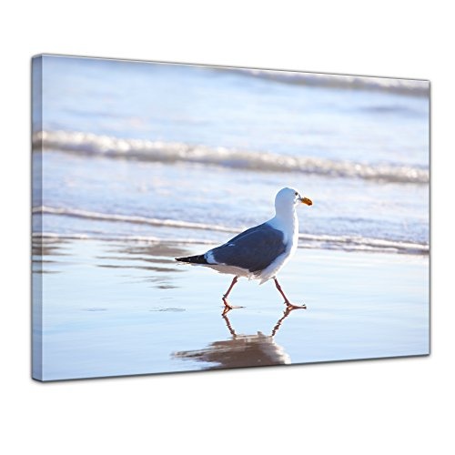 Wandbild Möwe am Strand - 80x60 cm Bilder als Leinwanddruck Fotoleinwand Tierbild Vogel - Meer - Möwe am Wasser